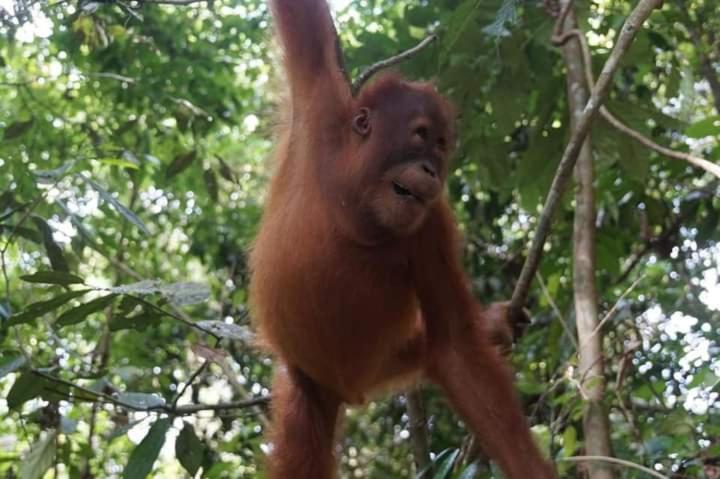 Pongo Guest House & Jungle Trekking Bukit Lawang Luaran gambar