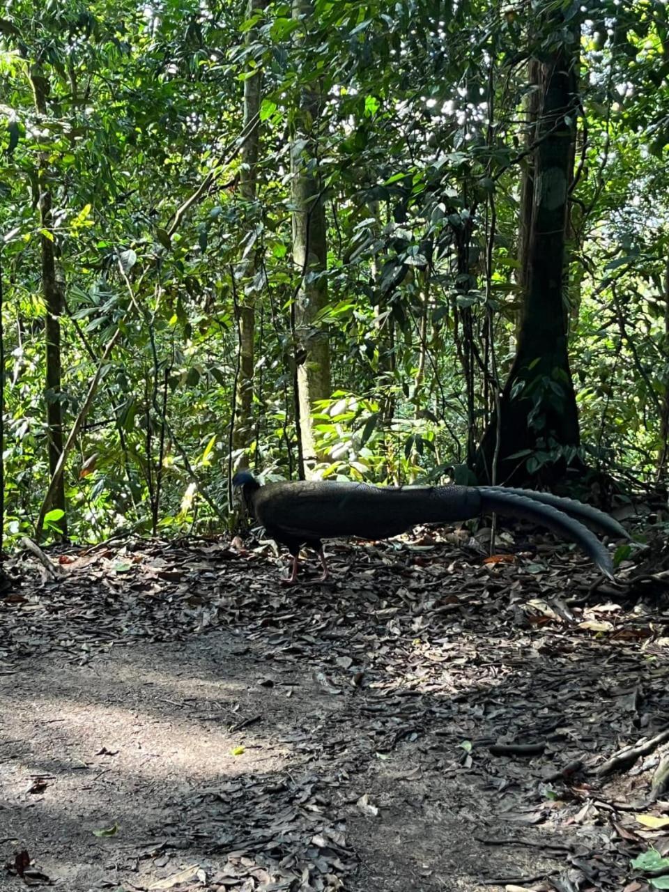 Pongo Guest House & Jungle Trekking Bukit Lawang Luaran gambar