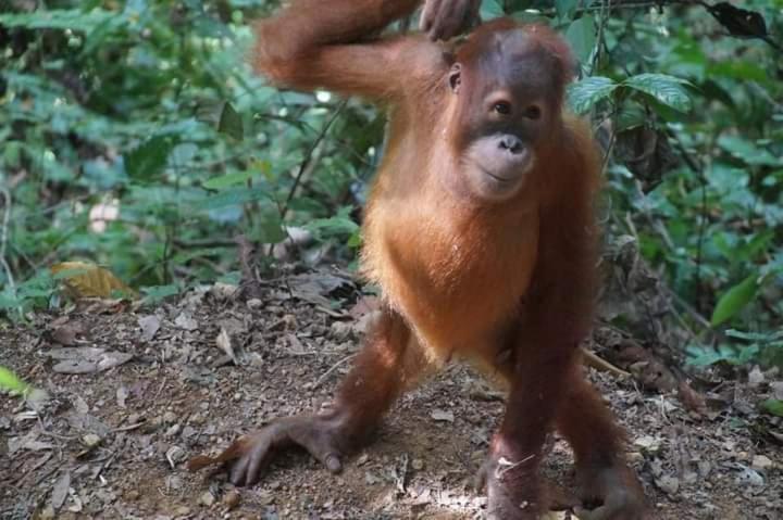 Pongo Guest House & Jungle Trekking Bukit Lawang Luaran gambar