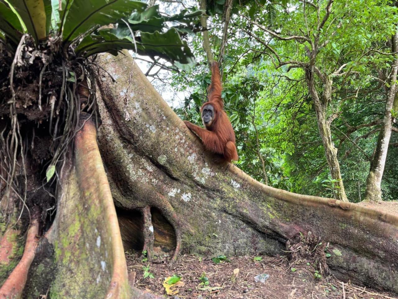 Pongo Guest House & Jungle Trekking Bukit Lawang Luaran gambar