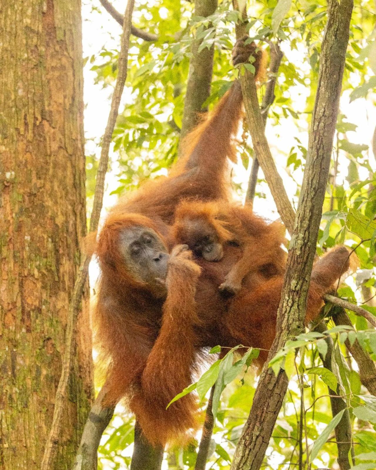Pongo Guest House & Jungle Trekking Bukit Lawang Luaran gambar