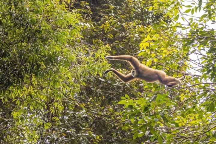 Pongo Guest House & Jungle Trekking Bukit Lawang Luaran gambar