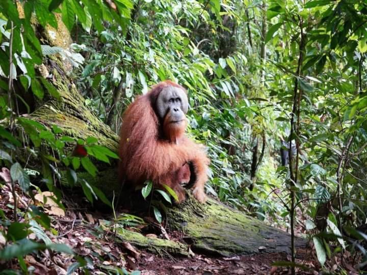 Pongo Guest House & Jungle Trekking Bukit Lawang Luaran gambar