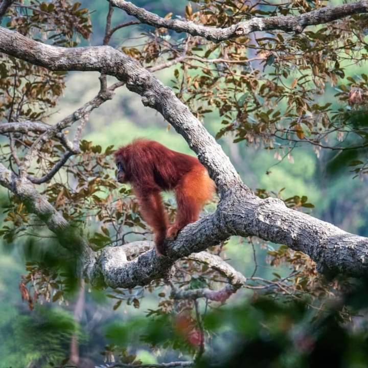 Pongo Guest House & Jungle Trekking Bukit Lawang Luaran gambar