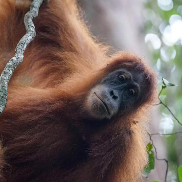 Pongo Guest House & Jungle Trekking Bukit Lawang Luaran gambar