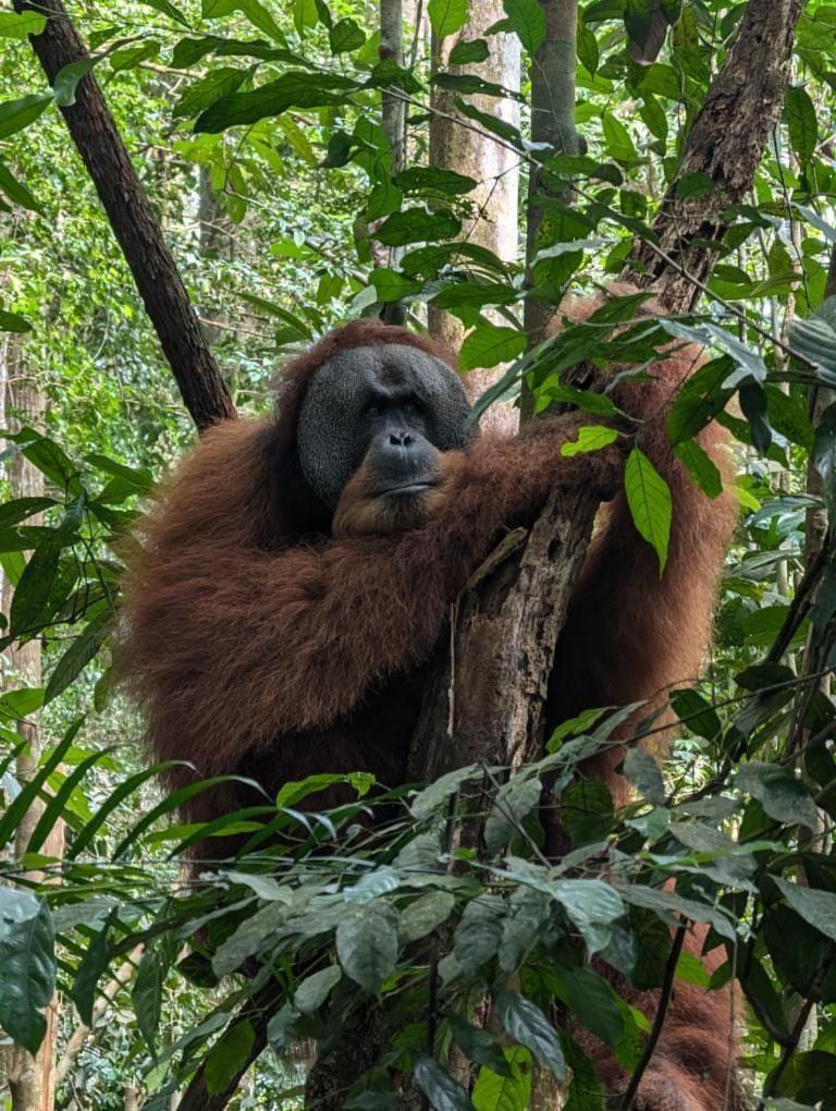 Pongo Guest House & Jungle Trekking Bukit Lawang Luaran gambar