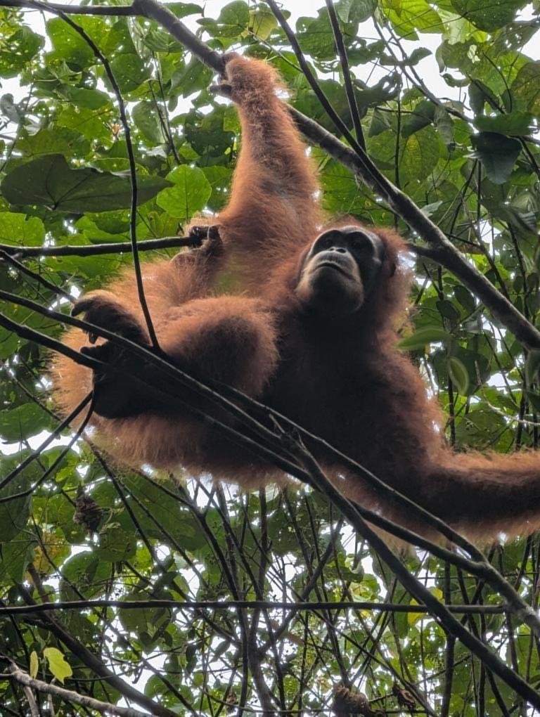 Pongo Guest House & Jungle Trekking Bukit Lawang Luaran gambar