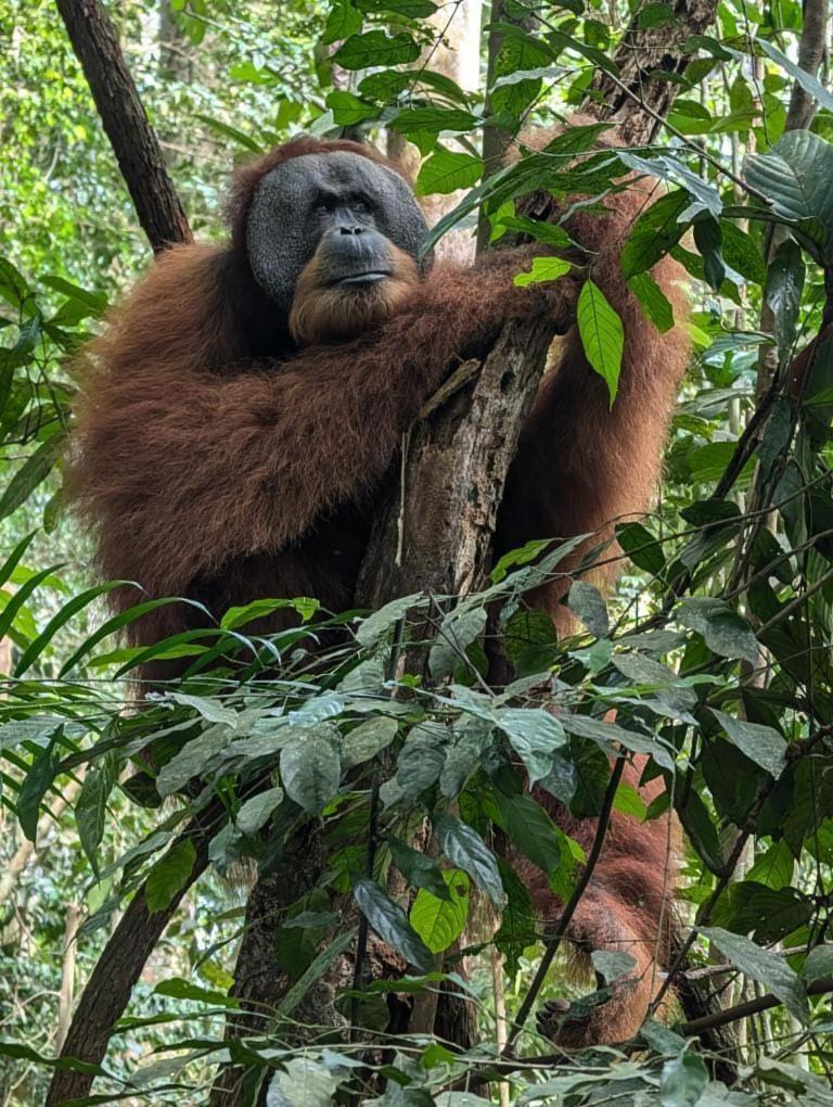 Pongo Guest House & Jungle Trekking Bukit Lawang Luaran gambar