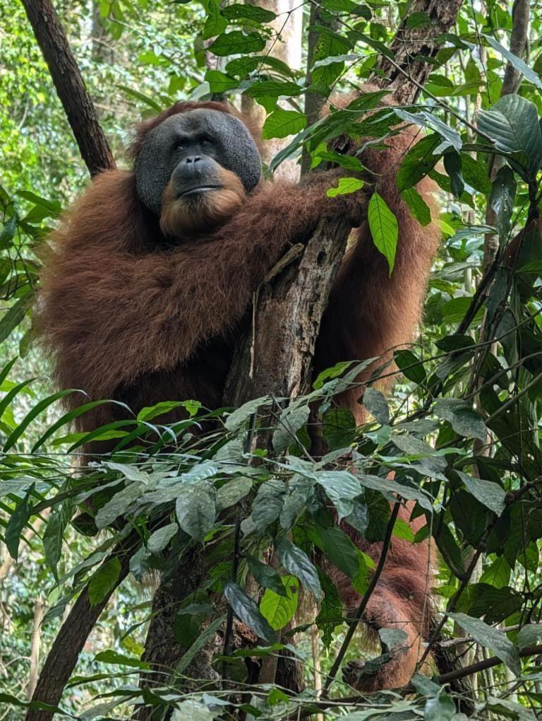 Pongo Guest House & Jungle Trekking Bukit Lawang Luaran gambar