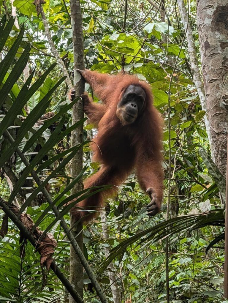 Pongo Guest House & Jungle Trekking Bukit Lawang Luaran gambar