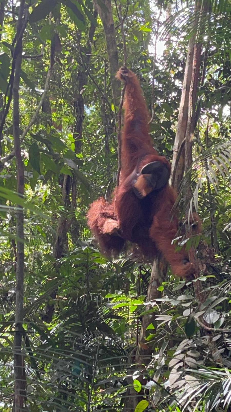 Pongo Guest House & Jungle Trekking Bukit Lawang Luaran gambar