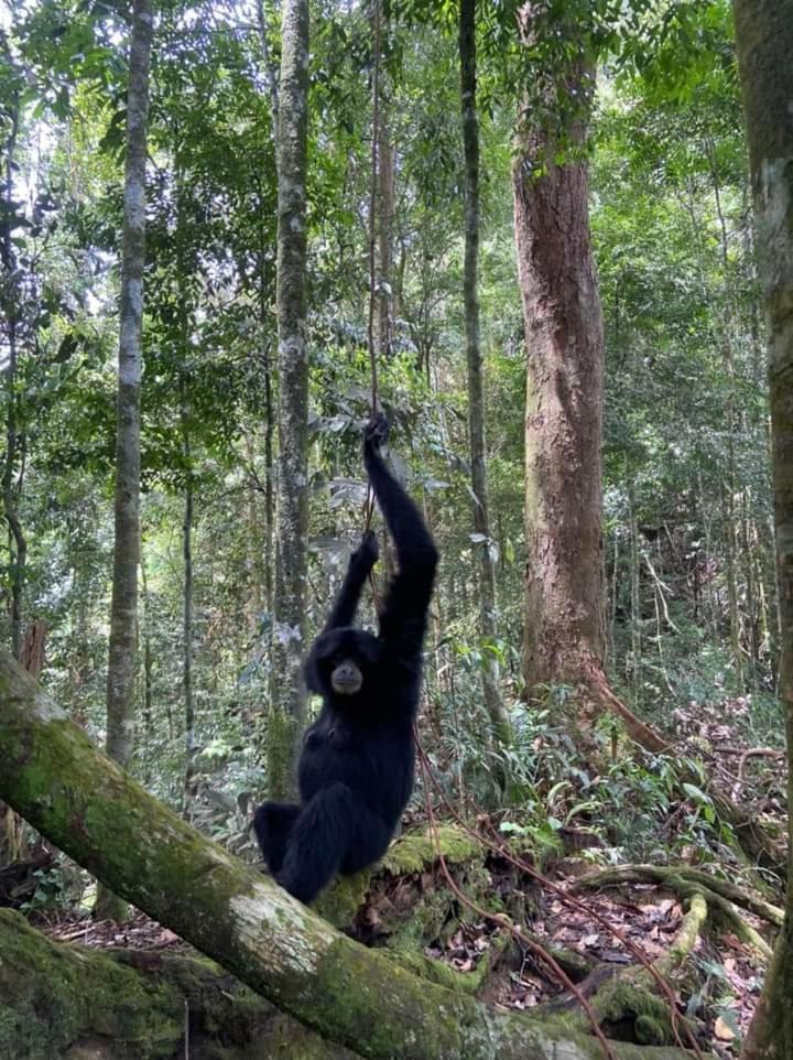 Pongo Guest House & Jungle Trekking Bukit Lawang Luaran gambar